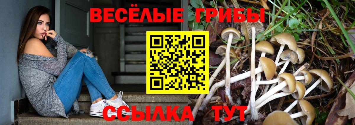 где купить наркотик  Вход с VPN  Нерюнгри  Псилоцибиновые грибы мицелий 